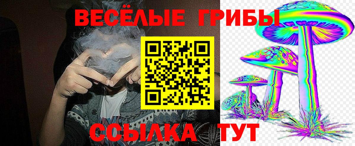 Галлюциногенные грибы Psilocybe Менделеевск